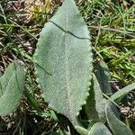 Senecio provincialis Leaf