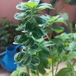 Salvia hispanica Цвят