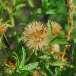 Heterotheca camporum Fruit