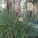 Miscanthus sacchariflorus ഇല