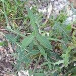 Sonchus oleraceus Fulla