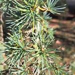 Cedrus libani Leaf