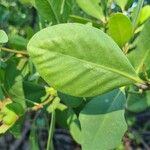 Sonneratia alba Leaf