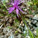 Centaurea decipiens Інше