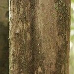 Duroia longiflora 樹皮