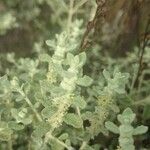 Buddleja scordioides Habit