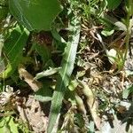 Biscutella laevigata Leaf