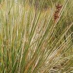 Juncus acutus Leaf