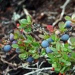 Vaccinium uliginosum Frukto