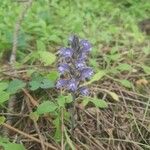 Orobanche ramosa ফুল