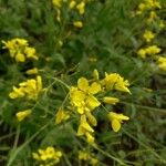 Brassica rapa Blomst