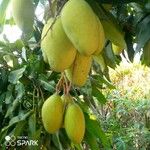 Mangifera indica Плод