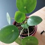 Pilea peperomioides Лист