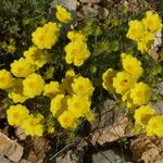 Potentilla hirta Habit