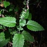 Scutellaria columnae Blad