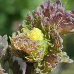 Thalictrum flavum Bloem
