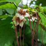 Strophanthus preussii Blüte