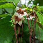 Strophanthus preussii Flor