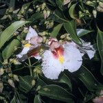 Qualea rosea Flor