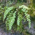 Asplenium trichomanes-ramosum অভ্যাস