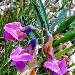 Lathyrus linifolius Λουλούδι