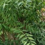 Cestrum parqui অভ্যাস