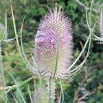 Dipsacus fullonum Kukka