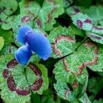 Parochetus communis Flor