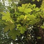 Acer campestre पत्ता