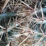 Ferocactus pilosus Ліст