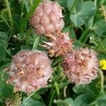 Trifolium fragiferum Meyve