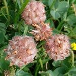 Trifolium fragiferum ഫലം