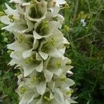 Campanula thyrsoides Blüte