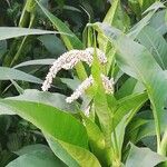 Persicaria senegalensis Flower