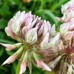 Trifolium hybridum Blomma
