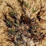 Distichlis spicata 整株植物