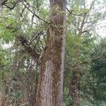 Quercus robur Corteza