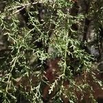 Juniperus deppeana Leaf