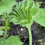 Alchemilla mollis برگ