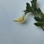 Lotus angustissimus Floare