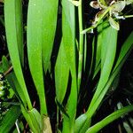 Oncidium altissimum Lehti