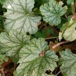 Heuchera americanaFrunză