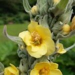 Verbascum phlomoides Flor