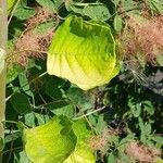 Cotinus coggygriaBlad