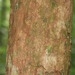 Pouteria brachyandra Bark