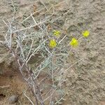 Helianthemum lippii Hábito