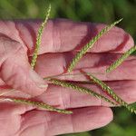 Urochloa trichopus Flower