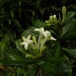 Chassalia gaertneroides Blüte