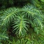 Cunninghamia lanceolata पत्ता