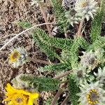 Balsamorhiza hookeri Blatt